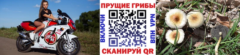 hydra маркетплейс  Пласт  Галлюциногенные грибы Magic Shrooms  где купить наркотик 